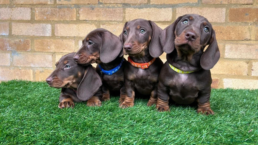 Miniature Dachshund dogs for sale: Beautiful Miniature Dachshund Puppies - Advert 1
