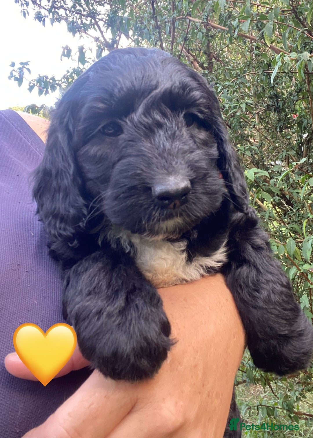 Sproodle dogs for sale: Stunning F1 Sproodle puppies  - Image 7
