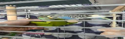 Budgerigars birds for sale: 2x Male Budgies with cage and food in Manchester - Advert 3