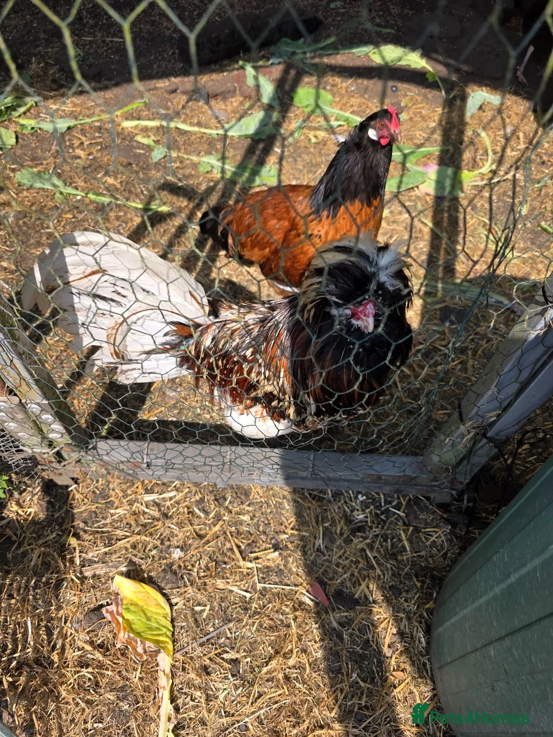 Chickens poultry for sale: Polish cockerel - Advert 1