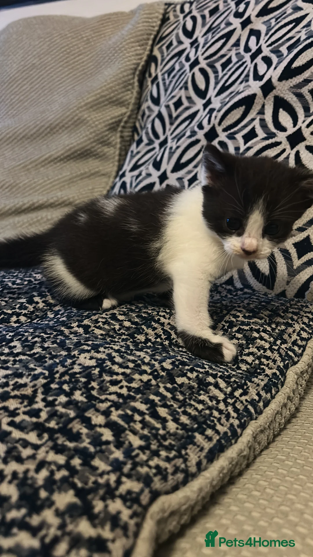 Mixed Breed cats for sale: 2 beautiful kittens - Advert 7