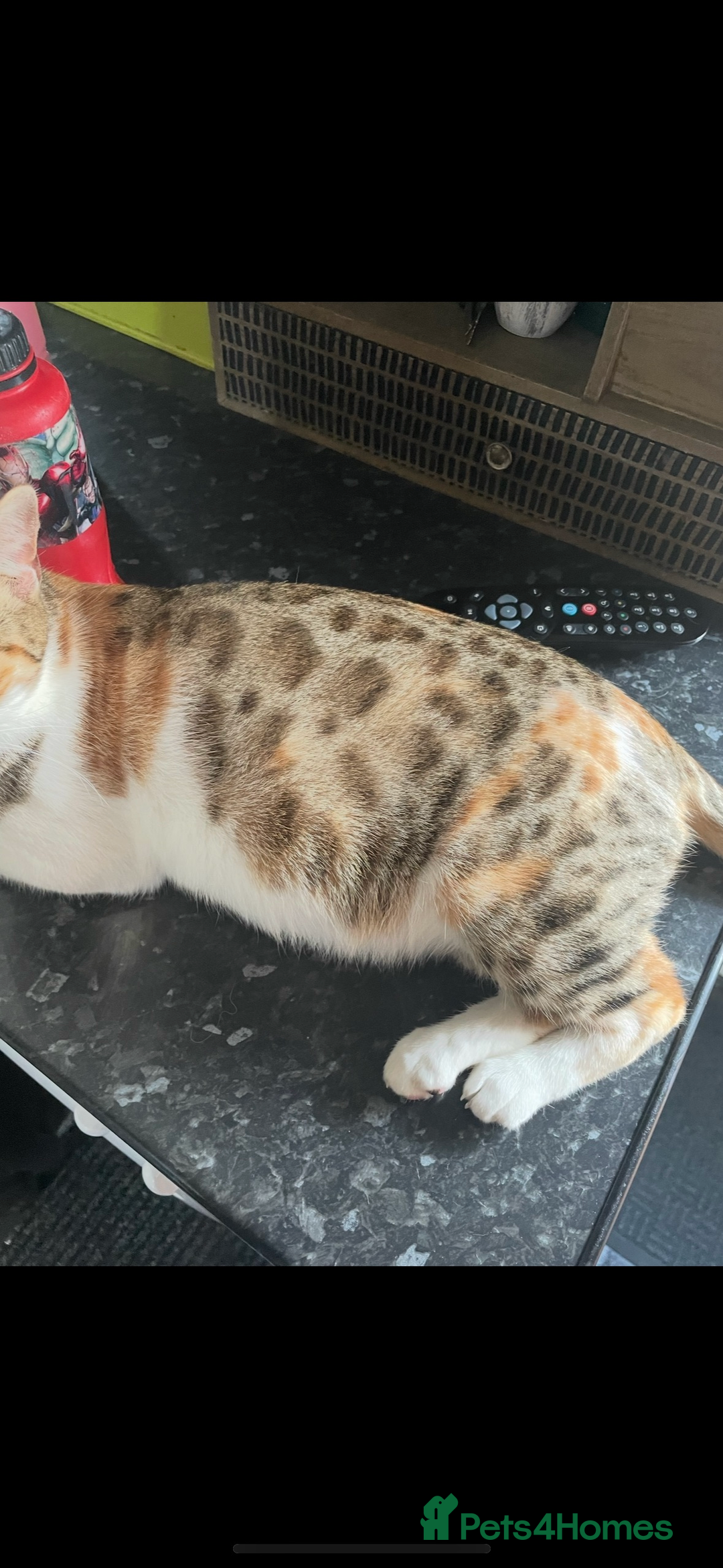 British Shorthair cats for sale: British shorthair  - Image 3