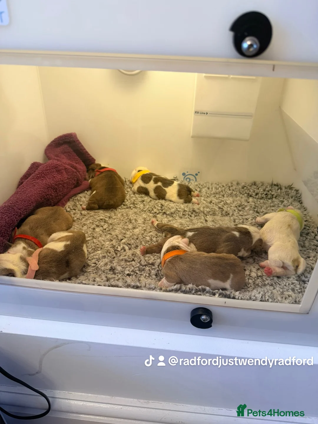 English Bulldog dogs for sale: English bulldogs male / female  - Advert 3