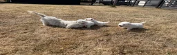 West Highland Terrier dogs for sale: Champion Bloodline, KC reg Puppies in Newark - Advert 4