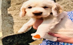 Clumber Spaniel dogs for sale: 3/4 clumber 1/4 cocker spaniel pups - Image 17