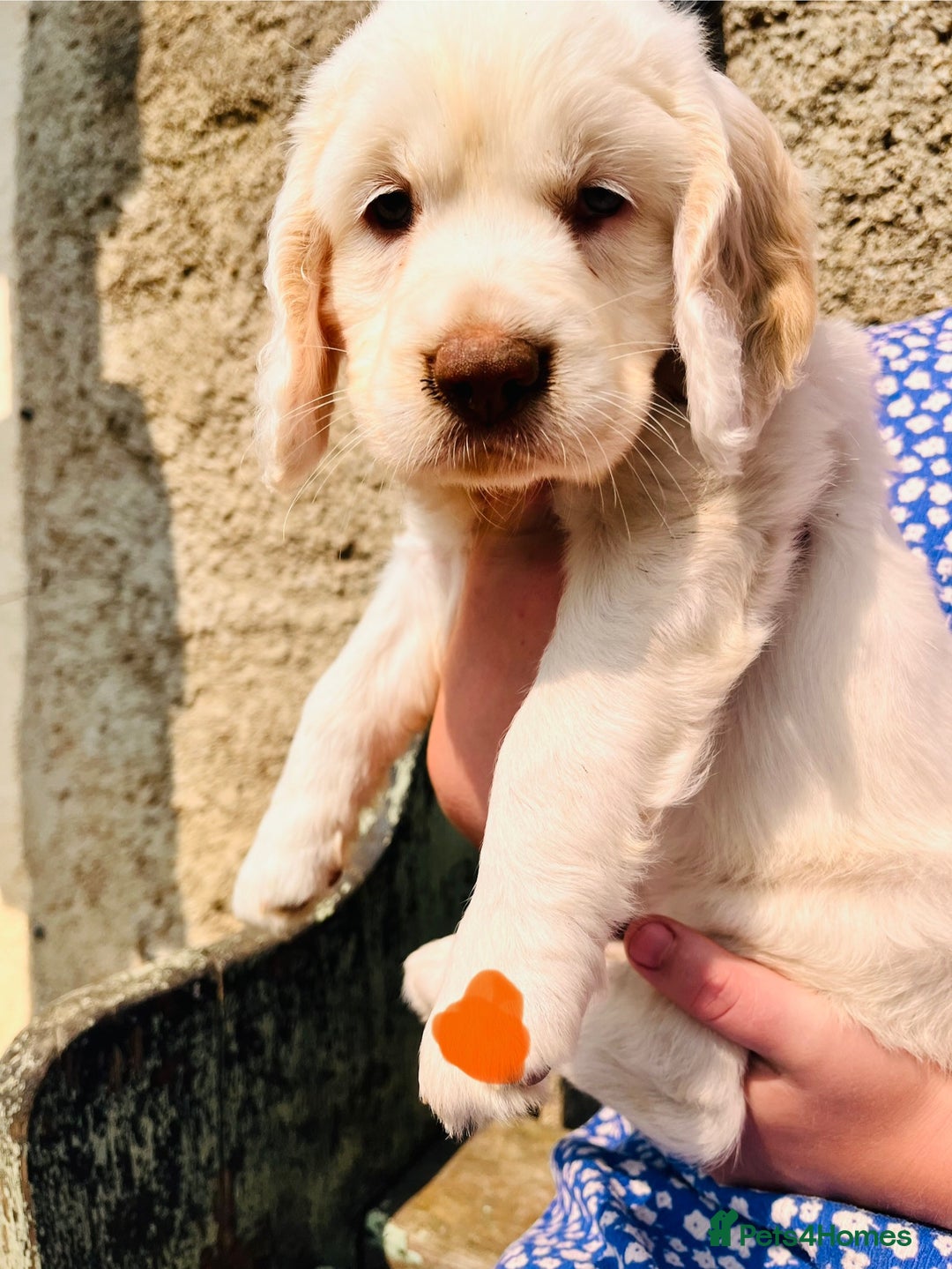 Clumber Spaniel dogs for sale: 3/4 clumber 1/4 cocker spaniel pups - Image 17