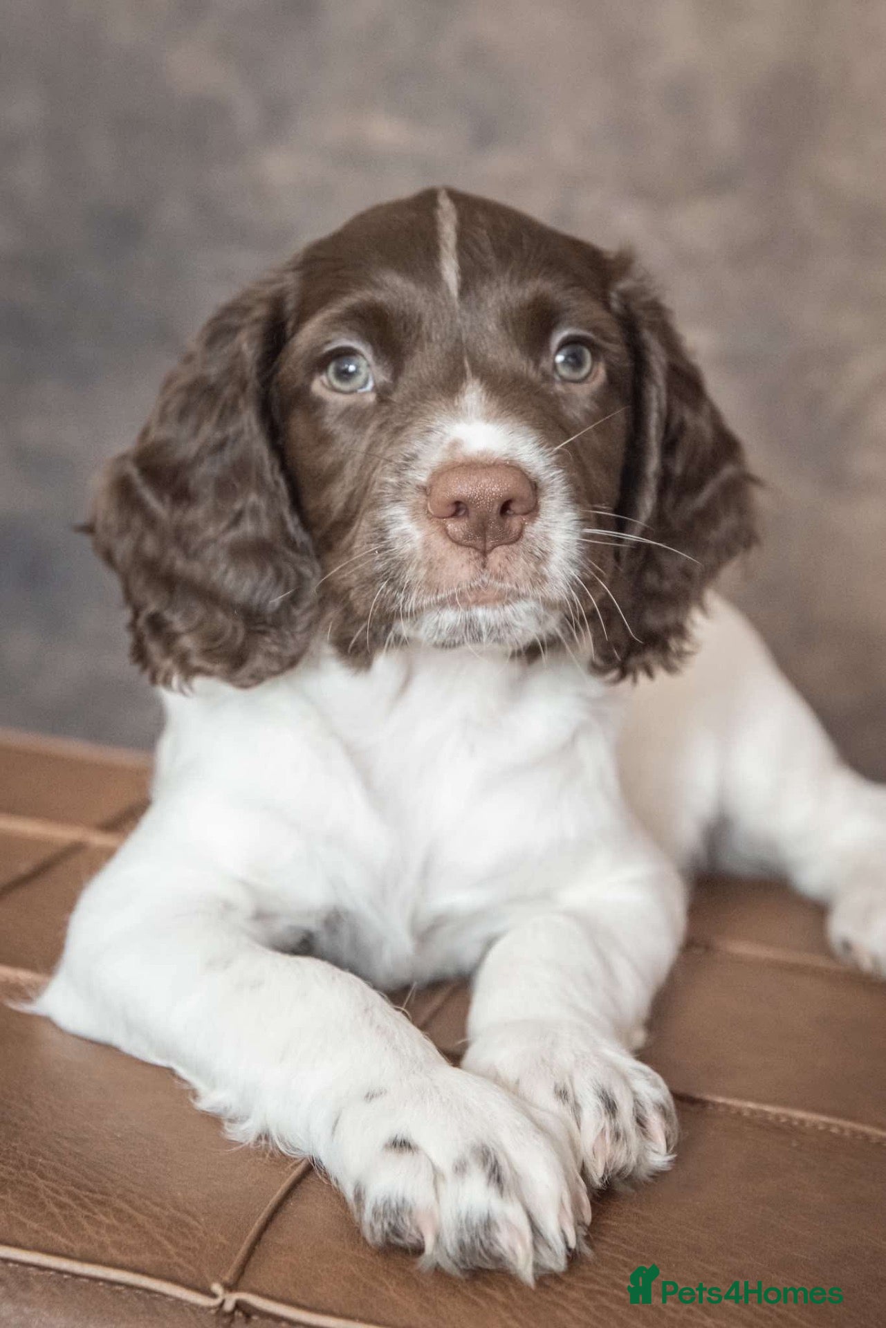English Springer Spaniel dogs Ready English Springer Spaniel Pups - Advert 14