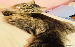 Scottish Fold cats for sale: Scotich fold long hair  - Image 8