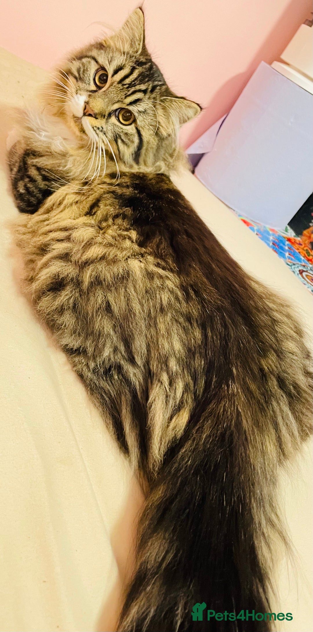 Scottish Fold cats for sale: Scotich fold long hair  - Image 8