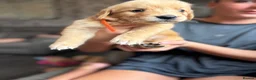 Golden Retriever dogs for sale: Beautiful golden retriever puppies  - Advert 16