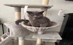 British Shorthair cats for sale: 7-Month-Old Grey British Shorthair  - Advert 3