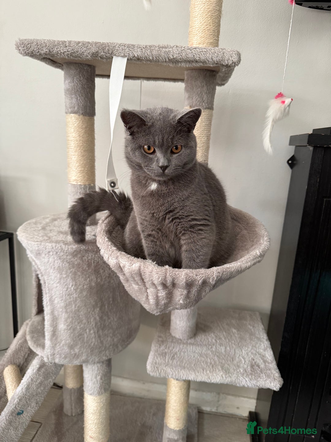 British Shorthair cats for sale: 7-Month-Old Grey British Shorthair  - Advert 3
