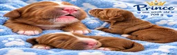 Australian Labradoodle dogs for sale: Multigenerational Australian Labradoodle Puppies - Advert 26