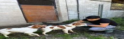 Brittany Spaniel dogs for adoption: Unique in Alfreton - Advert 6