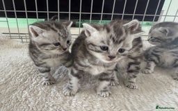 British Shorthair cats for sale: GCCF Rare Show Quality BSH Silver Tabby Kittens - Image 11
