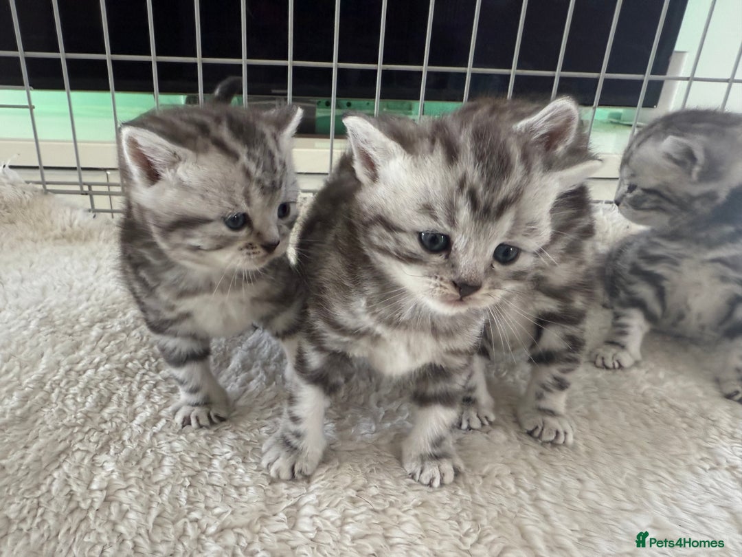 British Shorthair cats for sale: GCCF Rare Show Quality BSH Silver Tabby Kittens - Image 11