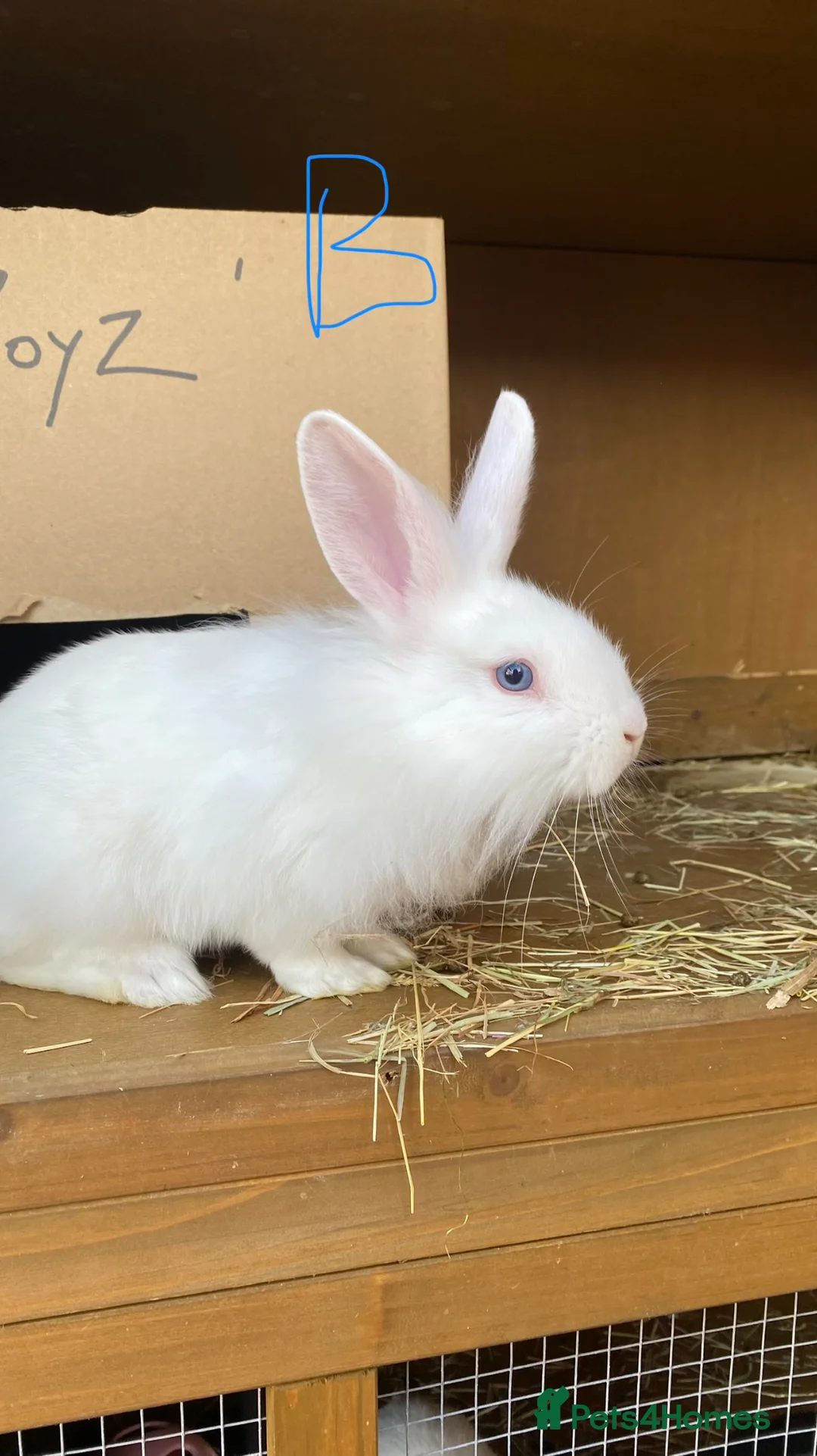 Mixed Breed rabbits for sale: 6 bunnies for sale in Oxford - Advert 2
