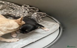 Chihuahua dogs for sale: Beautiful chihuahua female puppy - Image 1
