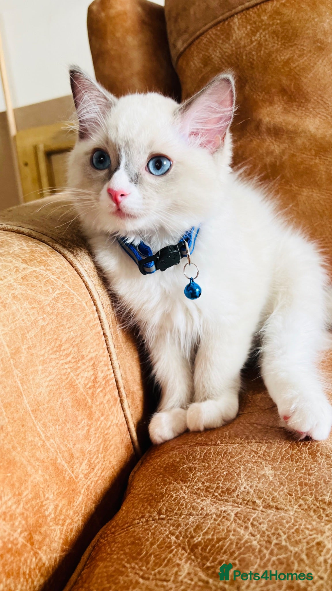 Ragdoll cats 🐈Pedigree Ragdoll Champion line 🏆 GCCF kittens  - Advert 17