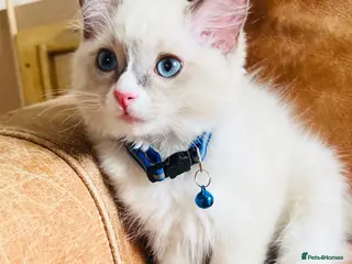 Ragdoll cats 🐈Pedigree Ragdoll Champion line 🏆 GCCF kittens - Advert 17