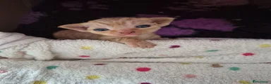 Devon Rex 2