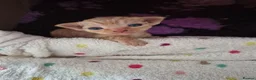 Devon Rex cats for sale: Devon rex kittens red/white bi colour - Advert 2