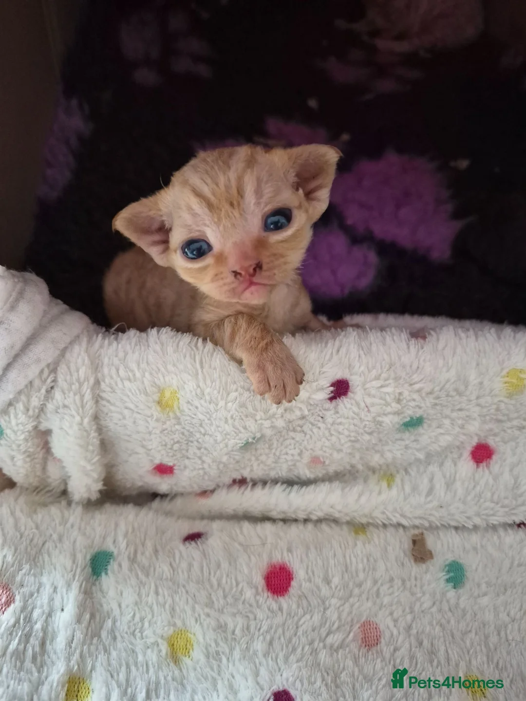 Devon Rex cats for sale: Devon rex kittens red/white bi colour - Advert 2