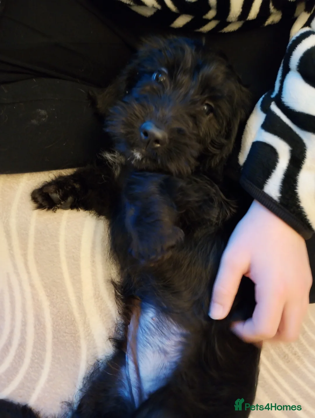 Mixed Breed dogs for sale: Dachshund cross terrier  - Advert 1