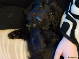 Mixed Breed dogs Dachshund cross terrier - Advert 1