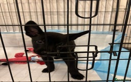 Mixed Breed dogs for sale: Cane corso cross German shepherd  - Advert 5