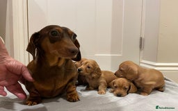 Miniature Dachshund dogs for sale: Beautiful miniature Dachshund puppies  - Image 2