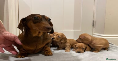 Miniature Dachshund dogs - Advert 3