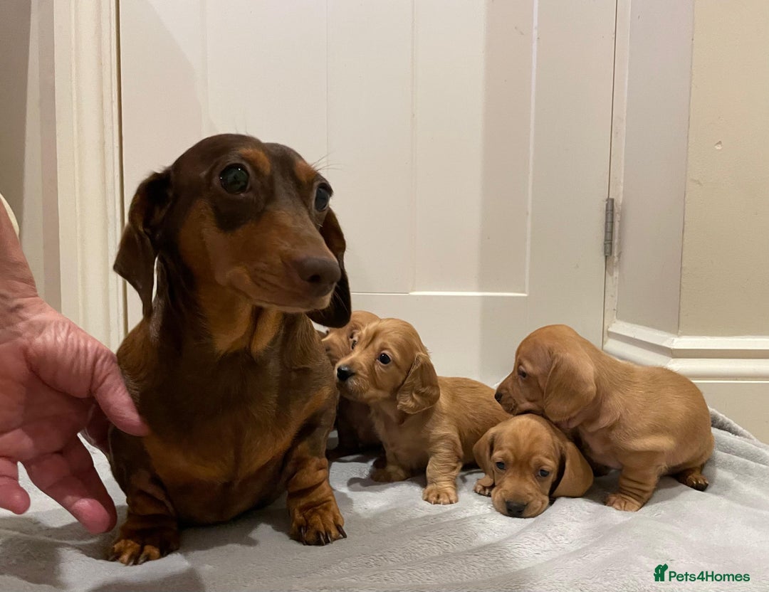 Miniature Dachshund dogs for sale: Beautiful miniature Dachshund puppies  - Image 2