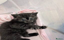 British Shorthair cats for sale: 2x british short hair kittens for sale - Image 5