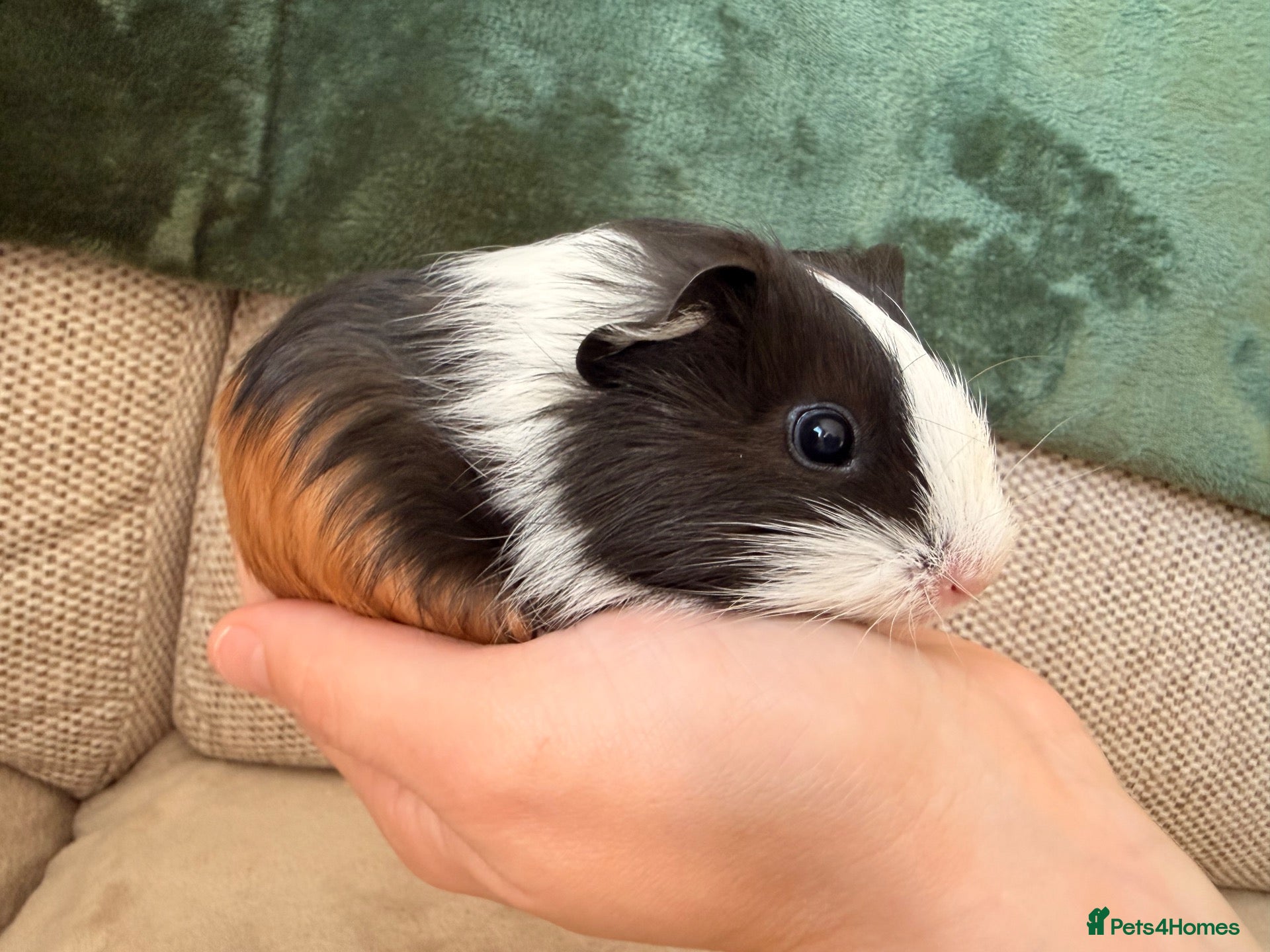 Guinea Pig rodents 1 male baby guinea pig - 4 weeks old - Advert 16