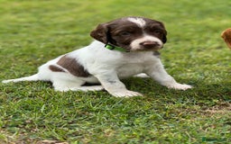 English Springer Spaniel dogs for sale: KC Registered Working Springer Spaniels  - Image 8