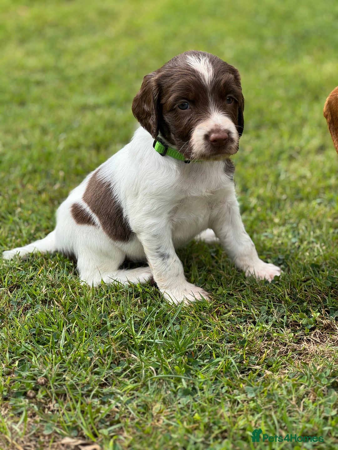 English Springer Spaniel dogs for sale: KC Registered Working Springer Spaniels  - Image 8