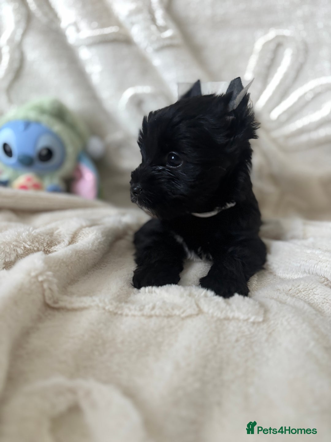 Yorkshire Terrier dogs for sale: Mini Black Yorkshire terriers puppies  - Advert 10