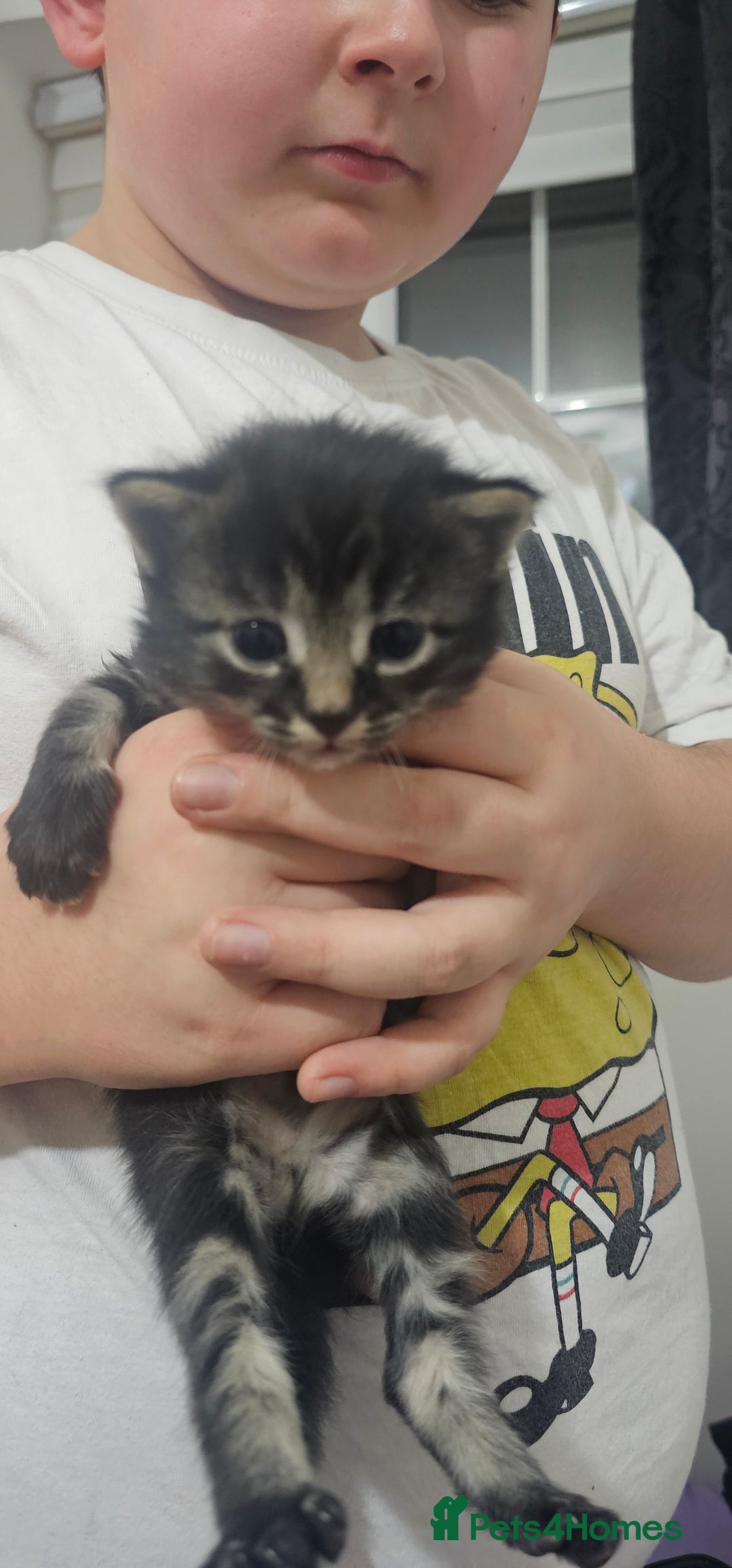 American Shorthair cats for sale: Sweet cats  - Advert 5