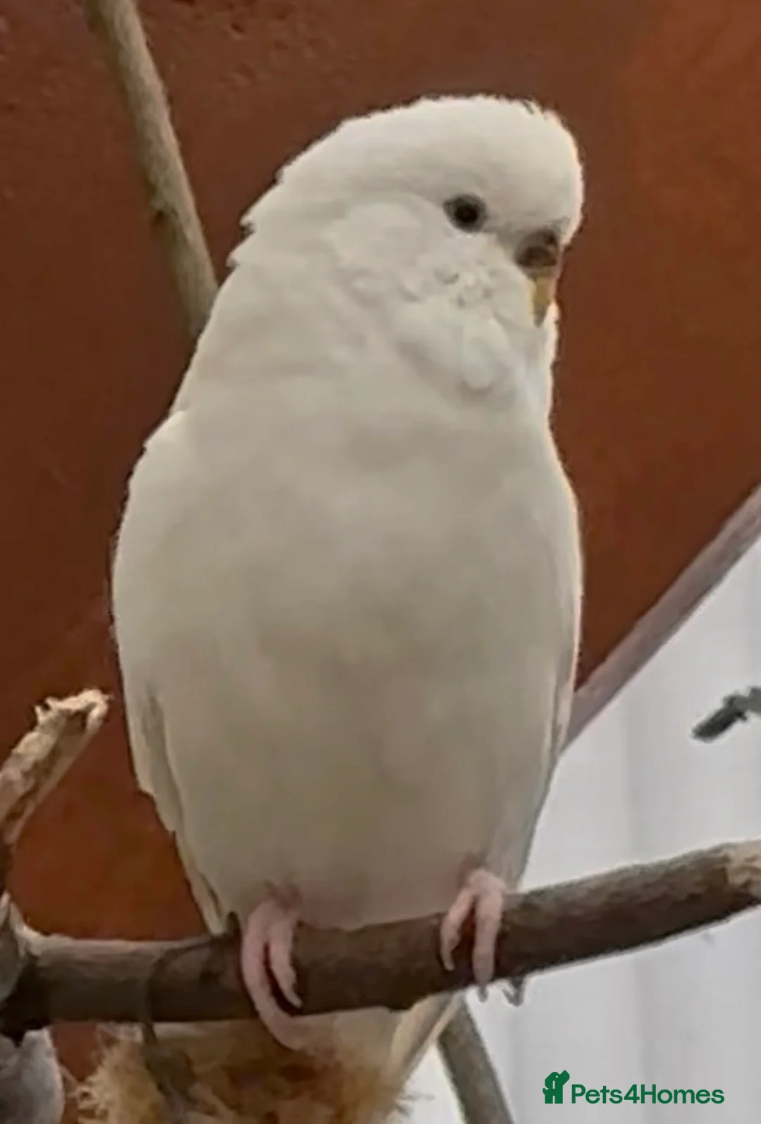 Budgerigars birds for sale: Beautiful Budgies for Sale - Advert 2