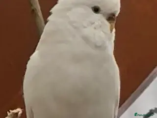 Budgerigars birds Beautiful Budgies for Sale - Advert 5