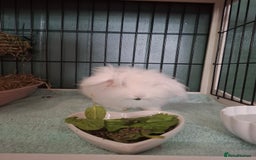 Lionhead rabbits for sale: Rabbit for adoption  - Image 1