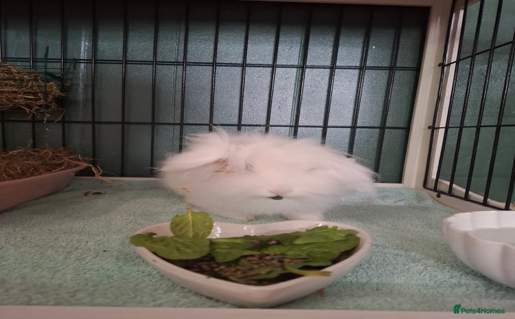 Lionhead rabbits - Advert 1