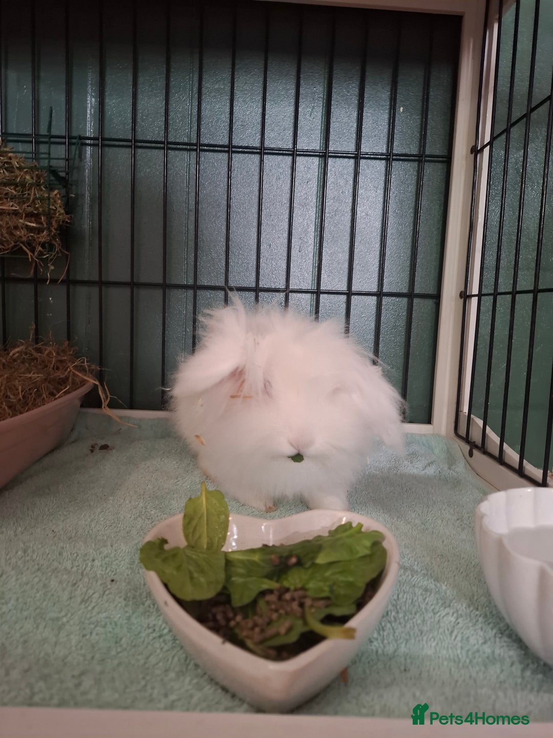Lionhead rabbits for sale: Rabbit for adoption  - Image 1