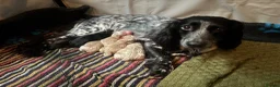 Sprocker dogs for sale: Beautiful working Sprocker puppies for sale in Crediton - Advert 4