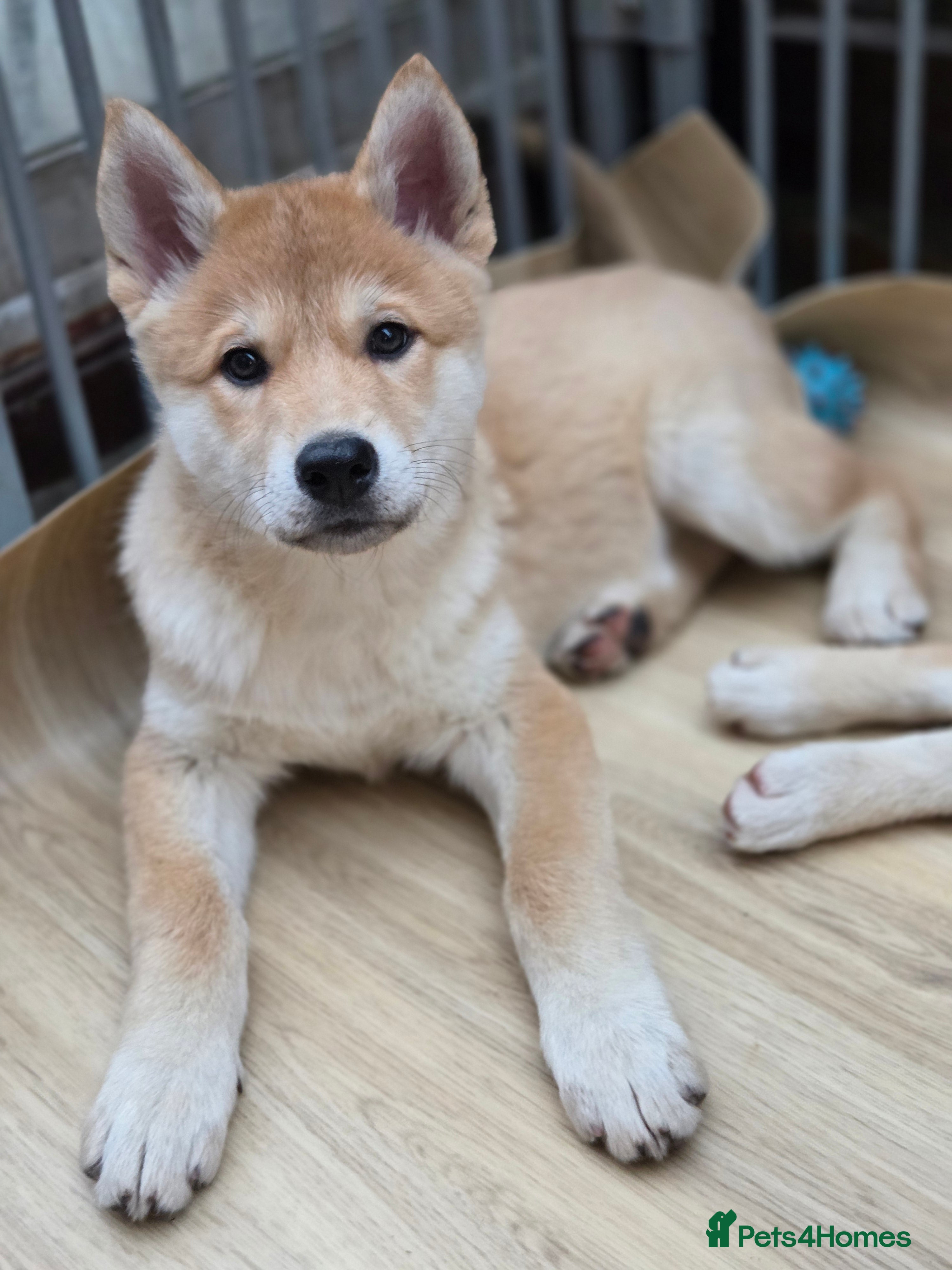 Mixed Breed dogs Wolfdog/ Akita/ Malamute cross Puppies - Advert 13