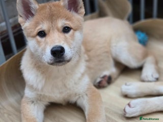 Mixed Breed dogs Wolfdog/ Akita/ Malamute cross Puppies - Advert 1