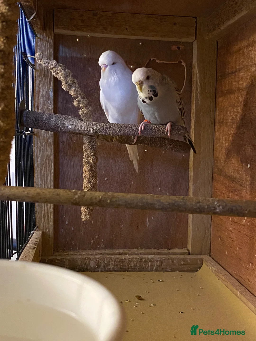 Budgerigars birds for sale: 2 pairs of Budgies for sale  in Saint Austell - Advert 4