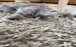 Persian cats for sale: Purrrfect Persians 😻😻😻 - Image 16
