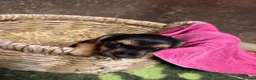 Mixed Breed dogs for sale: Norjaks in Maidstone - Advert 6